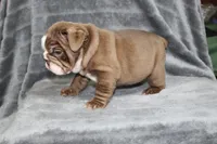 Honey, a female English Bulldog for sale in Brandon, FL – 9 of 10