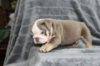 Meatball, a male English Bulldog for sale in Brandon, FL – 6 of 7