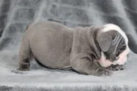 Rhino, a male English Bulldog for sale in Brandon, FL – 3 of 7