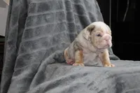 Rosie, a female English Bulldog for sale in Brandon, FL – 5 of 7