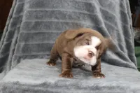 Honey, a female English Bulldog for sale in Brandon, FL – 5 of 10