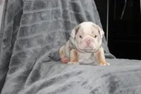 Rosie, a female English Bulldog for sale in Brandon, FL – 4 of 7