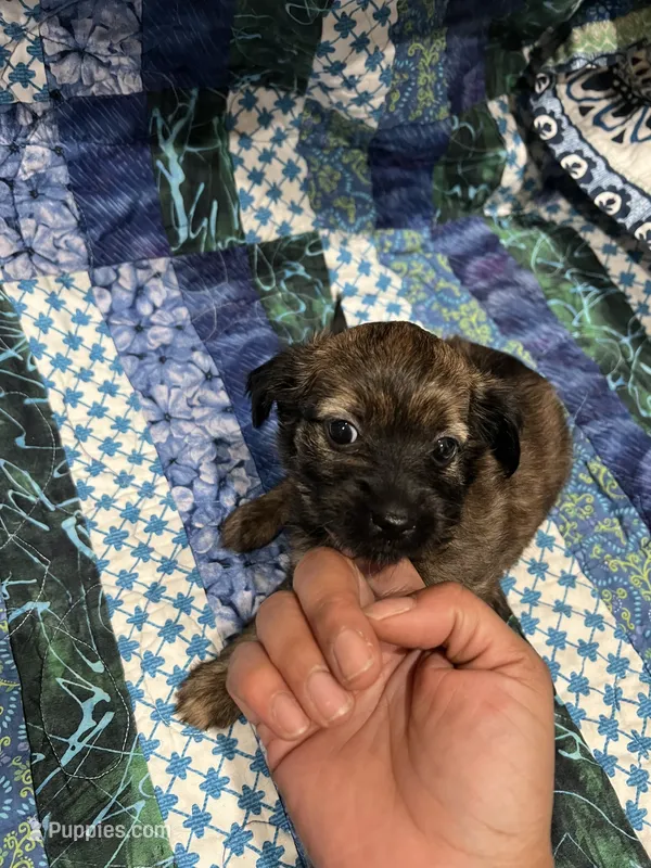 No name  – Yorkipoo, Yorkshire Terrier puppy for sale in Philadelphia, PA