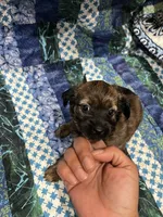 No name , a male Yorkipoo and Yorkshire Terrier for sale in Philadelphia, PA – 1 of 1