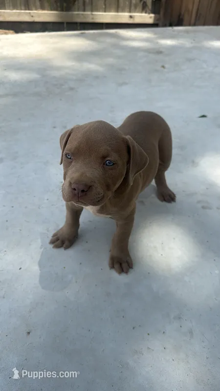Puppy 2 – American Bully puppy for sale in Locust Grove, GA