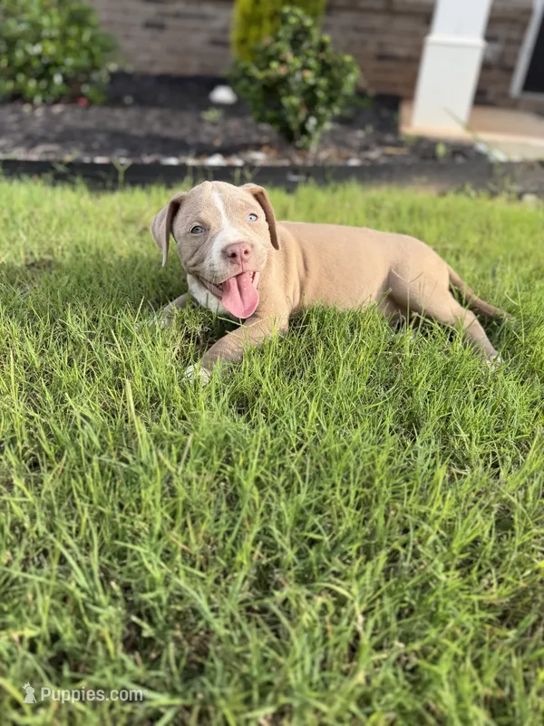 Puppy 3 – American Bully puppy for sale in Locust Grove, GA