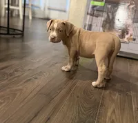 Puppy 4, a female American Bully for sale in Locust Grove, GA – 2 of 6