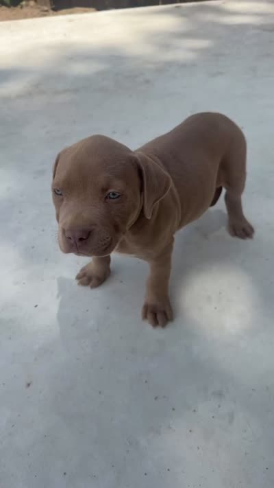 Puppy 2, a male American Bully for sale in Locust Grove, GA – 3 of 3