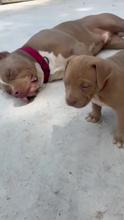 Puppy 1, a male American Bully for sale in Locust Grove, GA – 5 of 5