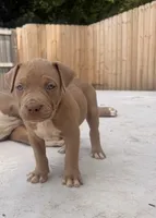 Puppy 1, a male American Bully for sale in Locust Grove, GA – 1 of 5