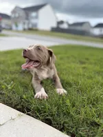 Puppy 5, a male American Bully for sale in Locust Grove, GA – 4 of 8