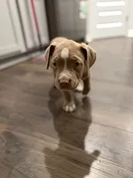Puppy 4, a female American Bully for sale in Locust Grove, GA – 4 of 6