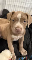 Puppy 4, a female American Bully for sale in Locust Grove, GA – 3 of 6