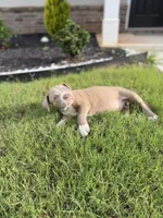 Puppy 3, a female American Bully for sale in Locust Grove, GA – 2 of 5