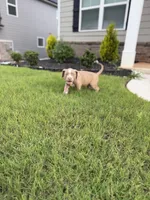 Puppy 3, a female American Bully for sale in Locust Grove, GA – 4 of 5