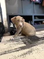 Puppy 5, a male American Bully for sale in Locust Grove, GA – 2 of 8