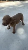 Puppy 2, a male American Bully for sale in Locust Grove, GA – 2 of 3