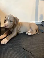 Puppy 5, a male American Bully for sale in Locust Grove, GA – 1 of 8