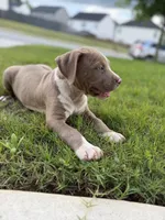 Puppy 5, a male American Bully for sale in Locust Grove, GA – 7 of 8