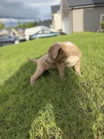 Puppy 3, a female American Bully for sale in Locust Grove, GA – 3 of 5