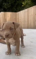 Puppy 1, a male American Bully for sale in Locust Grove, GA – 4 of 5