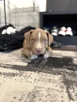 Puppy 5, a male American Bully for sale in Locust Grove, GA – 3 of 8