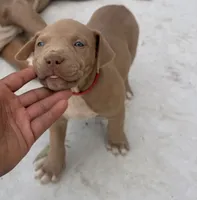 Puppy 1, a male American Bully for sale in Locust Grove, GA – 3 of 5