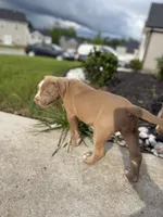Puppy 4, a female American Bully for sale in Locust Grove, GA – 5 of 6