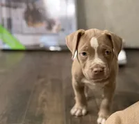Puppy 4, a female American Bully for sale in Locust Grove, GA – 1 of 6