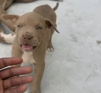 Puppy 1, a male American Bully for sale in Locust Grove, GA – 2 of 5