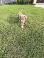 Puppy 3, a female American Bully for sale in Locust Grove, GA – 5 of 5