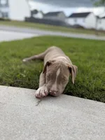 Puppy 5, a male American Bully for sale in Locust Grove, GA – 6 of 8