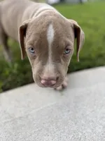 Puppy 5, a male American Bully for sale in Locust Grove, GA – 8 of 8