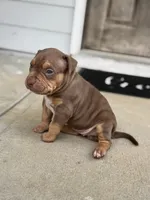 Brownie, a female American Bully for sale in Stone Mountain, GA – 3 of 4