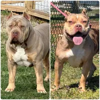 Brownie, a female American Bully for sale in Stone Mountain, GA – 4 of 4