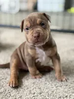 Brownie, a female American Bully for sale in Stone Mountain, GA – 2 of 4