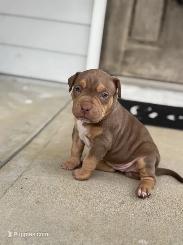 Brownie – American Bully puppy for sale in Stone Mountain, GA