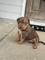 Brownie, a female American Bully for sale in Stone Mountain, GA – 1 of 4