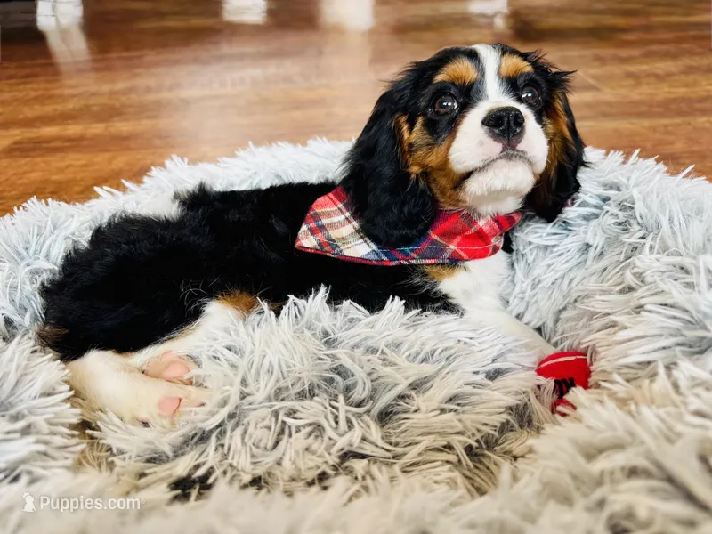 Finley – Cavalier King Charles Spaniel puppy for sale in Mount Dora, FL