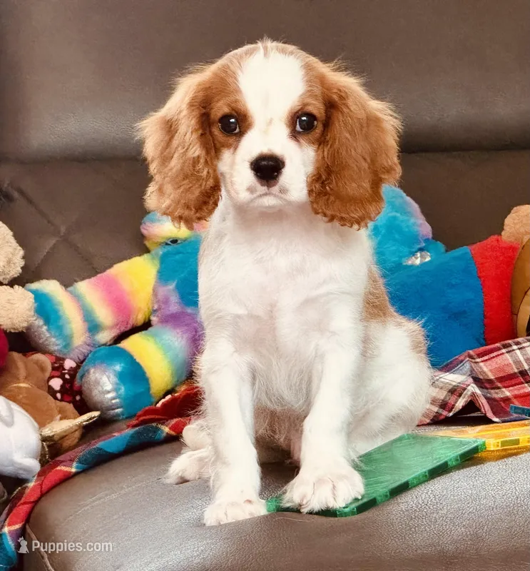 Fitz – Cavalier King Charles Spaniel puppy for sale in Mount Dora, FL