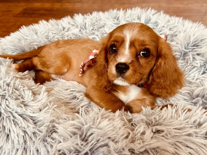Fawn – Cavalier King Charles Spaniel puppy for sale in Mount Dora, FL