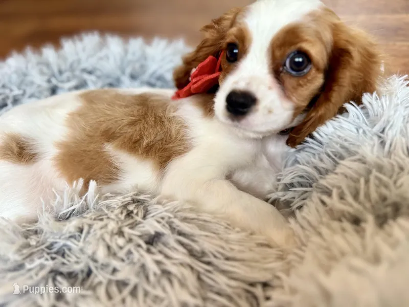 Felicity – Cavalier King Charles Spaniel puppy for sale in Mount Dora, FL