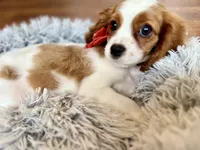 Felicity, a female Cavalier King Charles Spaniel for sale in Mount Dora, FL – Photo 1 of 2