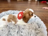 Felicity, a female Cavalier King Charles Spaniel for sale in Mount Dora, FL – Photo 2 of 2