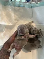 Kash, a female French Bulldog for sale in Vero Beach, FL – 3 of 6