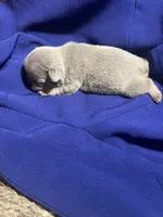 Kash, a female French Bulldog for sale in Vero Beach, FL – 5 of 6