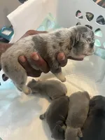 Princess , a female French Bulldog for sale in Vero Beach, FL – 4 of 7