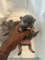 Nova , a female French Bulldog for sale in Vero Beach, FL – 2 of 6