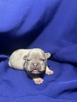 Kash, a female French Bulldog for sale in Vero Beach, FL – 2 of 6
