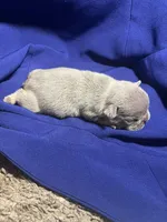 Kash, a female French Bulldog for sale in Vero Beach, FL – 6 of 6